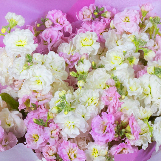 BOUQUET №197 / 101197_03